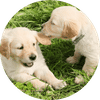 Dog Daycare