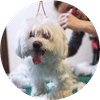 Dog Grooming