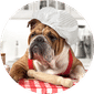 Dog Bakery Items