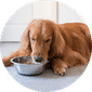 Dog Food & Supplies