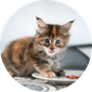 Cat Food & Supplies