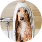 Dog Grooming