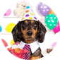 Birthday Cakes for Dogs