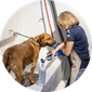 Self-Service Dog Wash