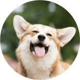 Professional Pet Services In Little Falls New Jersey At Holistic Pet Care