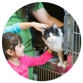 cat adoption st. louis missouri