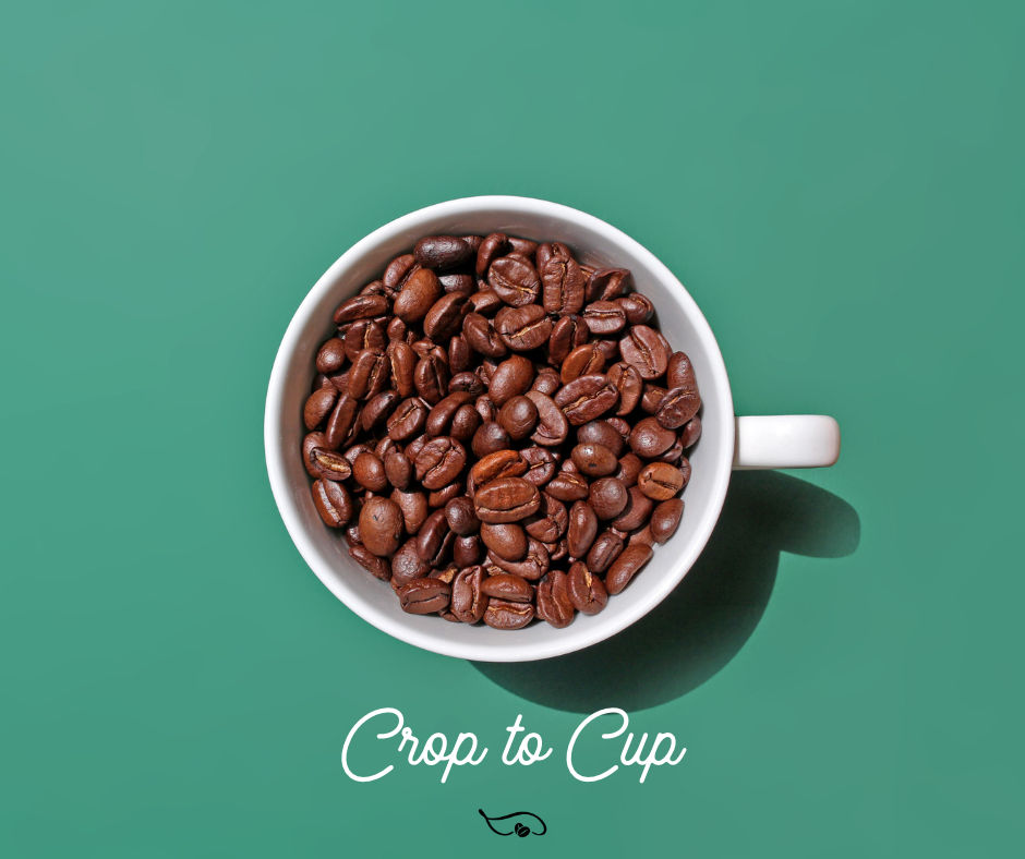 From Crop to Cup: Embracing Coffee Seasonality 2 croptocupcoffeeseasonality