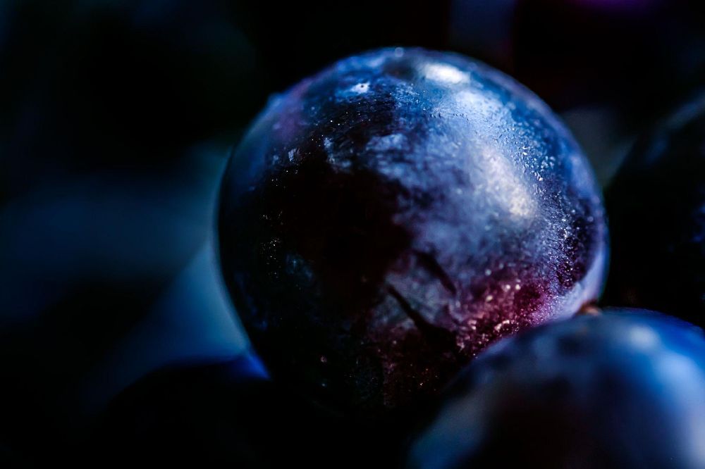 Close-up of a dark wine grape