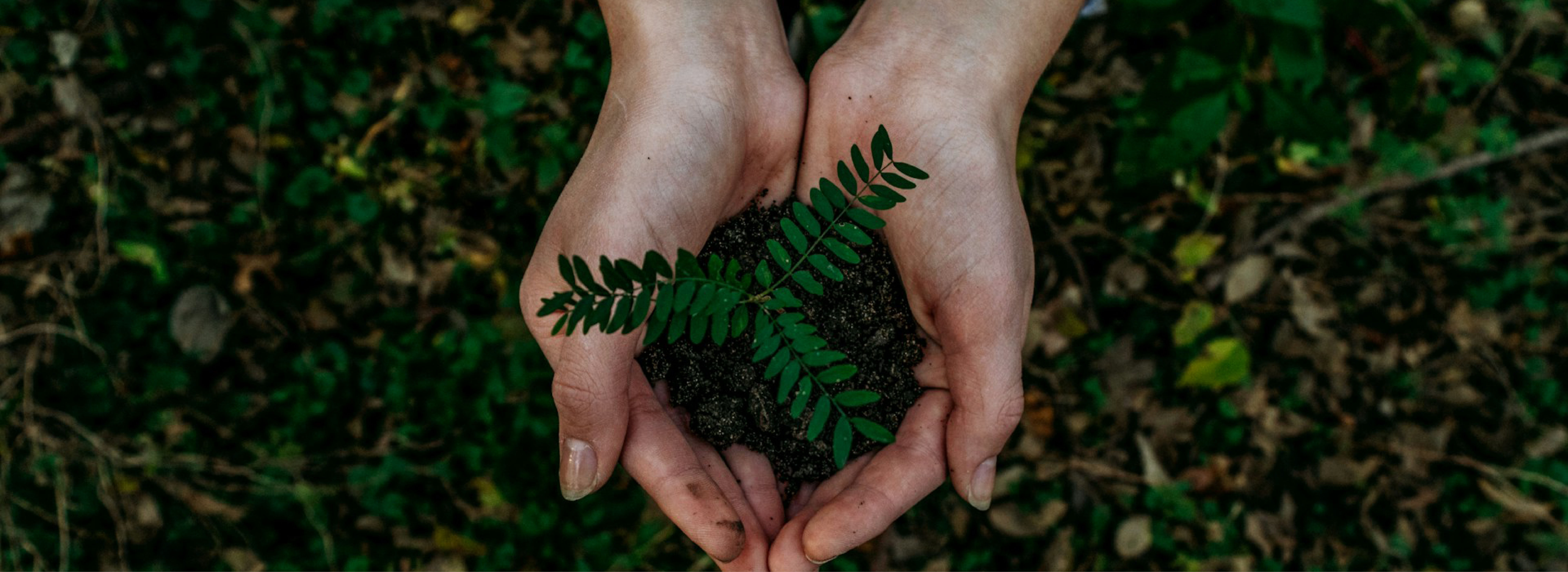 green plant on hands