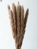 Pampas Grass(#2823)-thumb-17