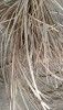 Natural Rattan Peel - Weaving Material - Indian Quality - 2mm to 2.5mm(#3093)-thumb-3