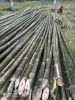 Raw Bamboo Poles Stock Bullet Deluxe and Super available(#3102)-thumb-0