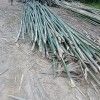 Raw Bamboo Poles Stock Bullet Deluxe and Super available(#3102)-thumb-3