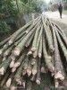 Raw Bamboo Poles Stock Bullet Deluxe and Super available(#3102)-thumb-6
