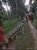 Raw Bamboo Poles Stock Bullet Deluxe and Super available(#3102)-thumb-7