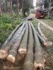 Raw Bamboo Poles Stock Bullet Deluxe and Super available(#3102)-thumb-8