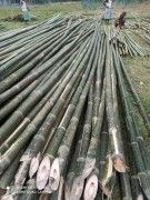 Raw Bamboo Poles Stock Bullet Deluxe and Super available(#3102) - Getkraft.com