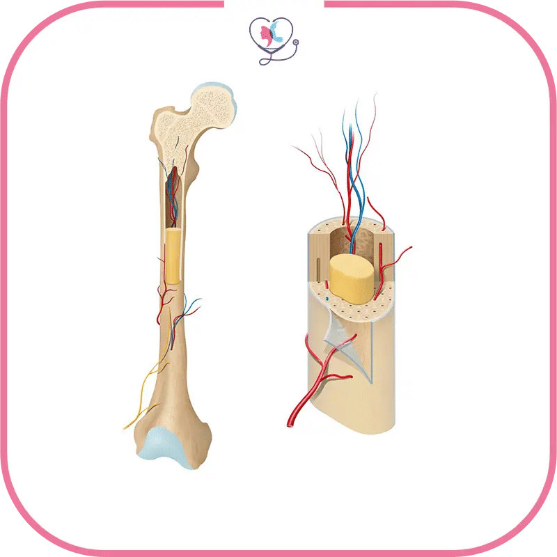 العوامل التي تؤثر على تكلفة زراعة نخاع العظم في تركيا