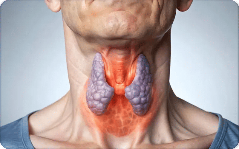 ما هي الغدة الدرقية؟ وكيف تعمل؟