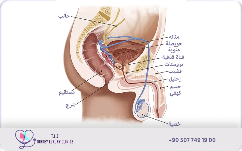 علامات تتعلق بالخصيتين