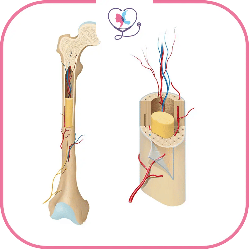 زراعة نخاع العظم في تركيا