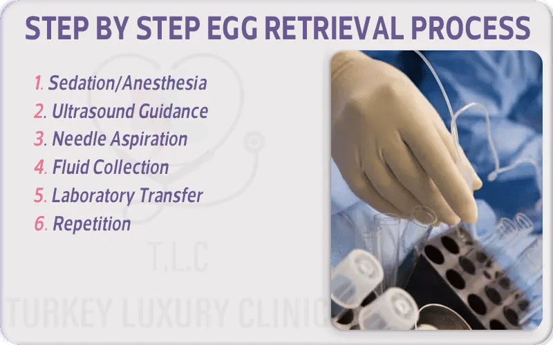 Step by Step Egg Retrieval Process