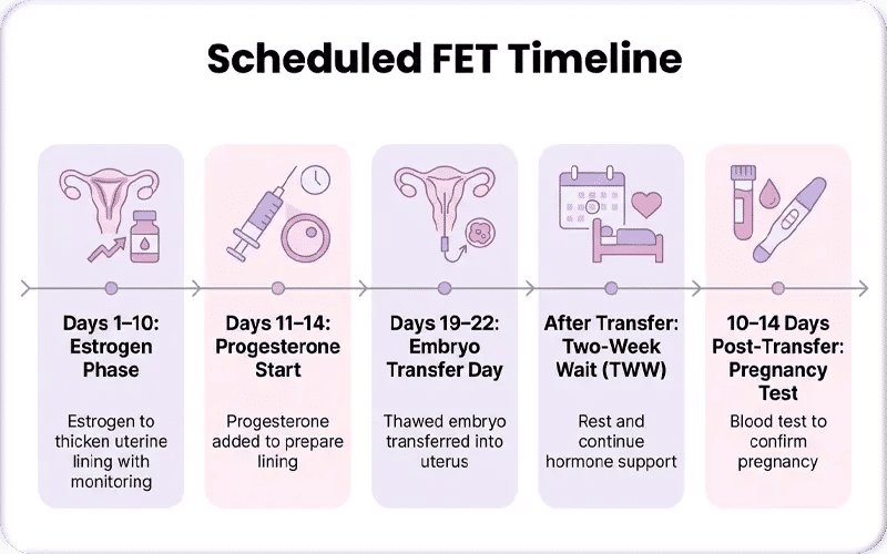 IVF Frozen Embryo Transfer Cycle Timeline