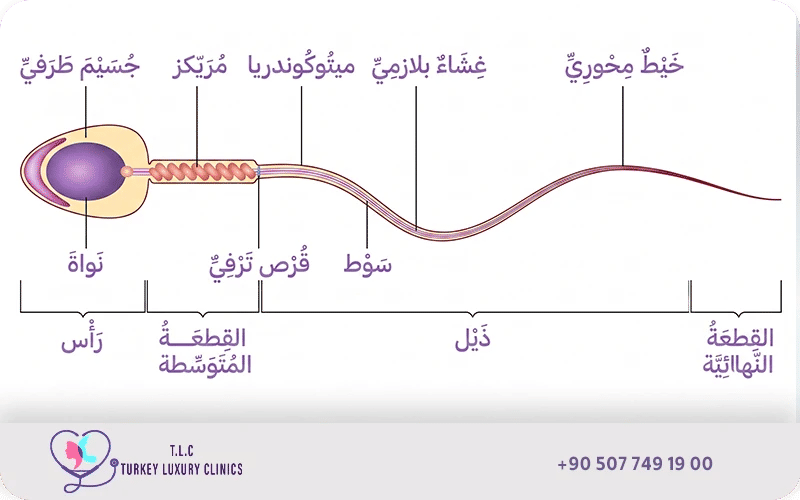 علامات تتعلق بالسائل المنوي