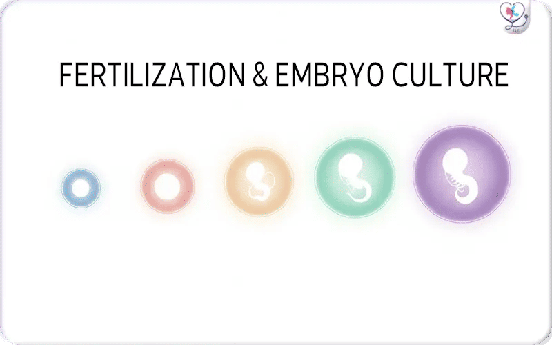 4. Fertilization & Embryo Culture (Takes 3 7 Days)