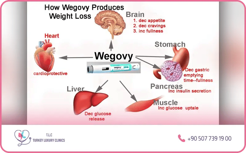  le fonctionnement détaillé de Wegovy® 