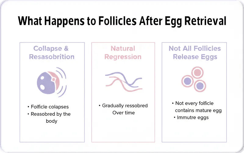What Happens to Follicles After Egg Retrieval