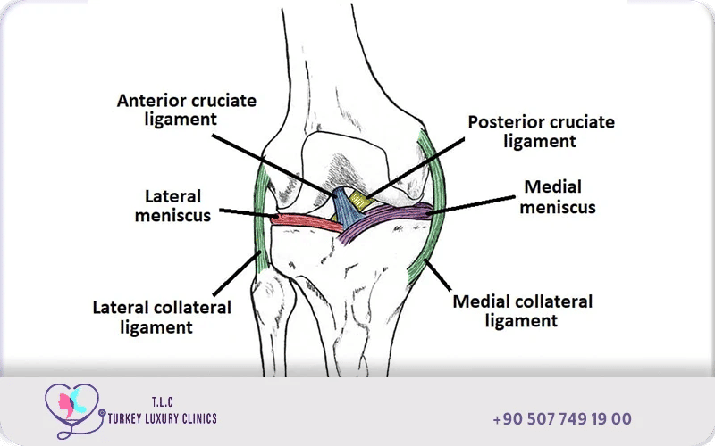 Knee joint diagram showing anterior and posterior cruciate ligaments, lateral and medial meniscus, and lateral and medial collateral ligaments anatomy