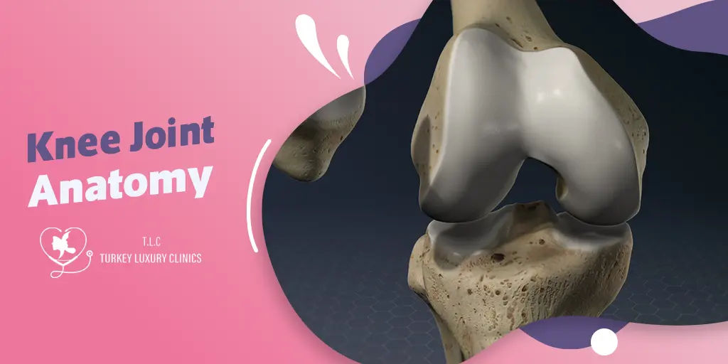 Knee Joint Anatomy