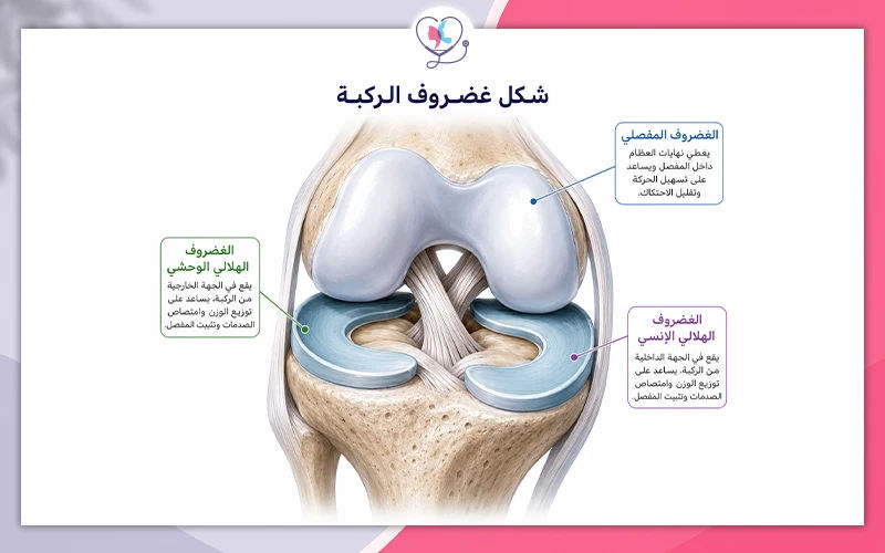 شكل غضروف الركبة