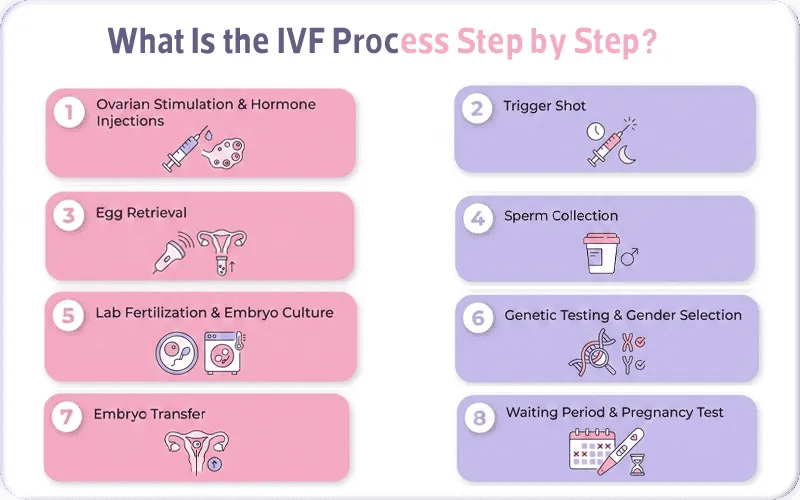 What Is the IVF Process Step by Step?