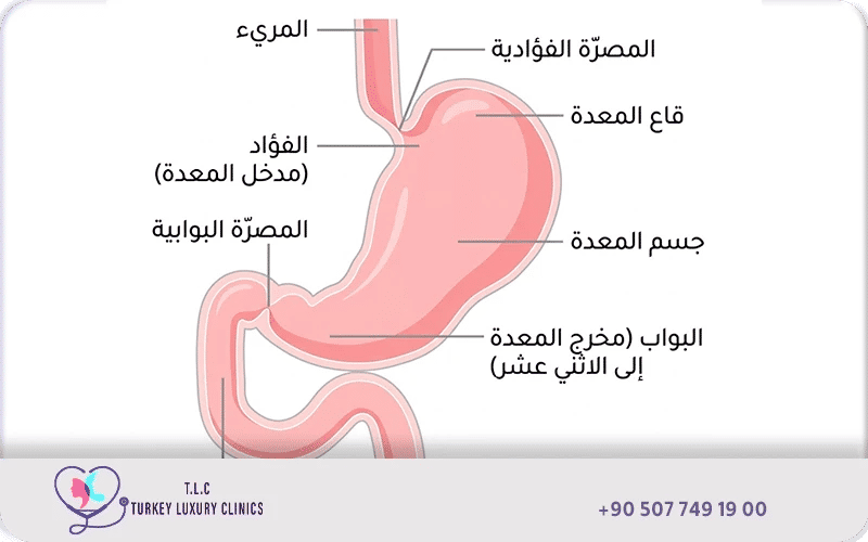 علاج سرطان المعدة في تركيا لاكشري كلينك