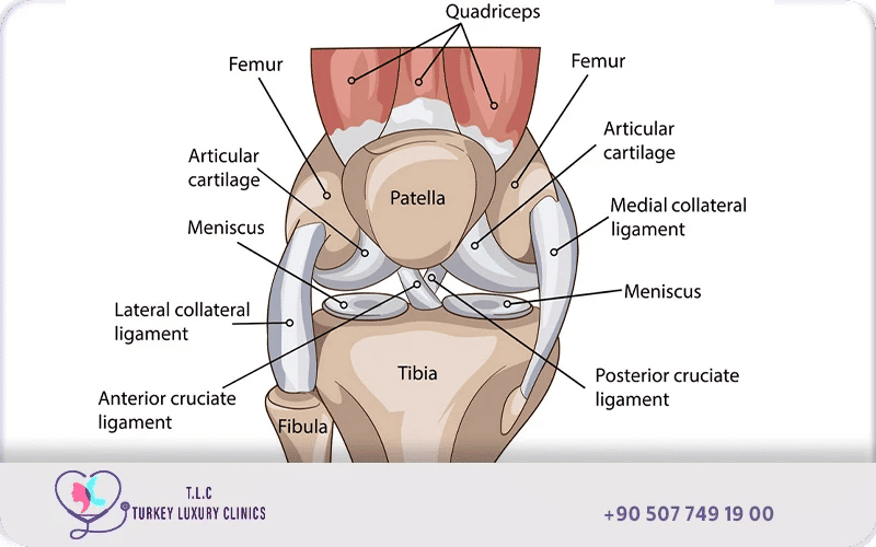 Detailed knee joint anatomy illustration showing quadriceps, femur, articular cartilage, patella, meniscus, collateral and cruciate ligaments, tibia, and fibula
