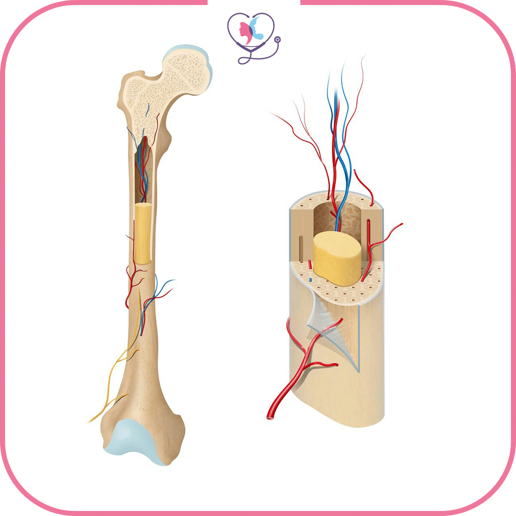 المرشحون لعملية زراعة نخاع العظم