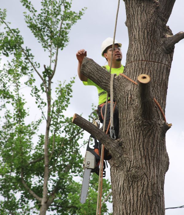 FAQS about Tree Services Services in Gary, IN