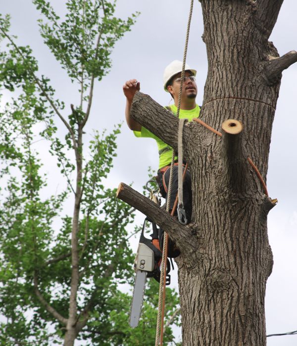 FAQS about Tree Services Services in Slidell, LA