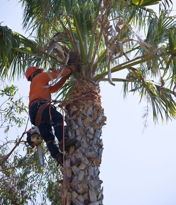 Tree Service Pros in Hammond, LA