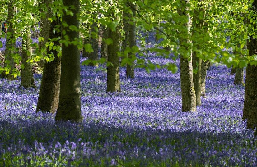 Bluebell Wood - environmental responsibilities