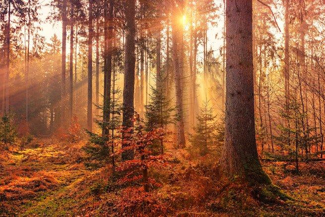 Environmentally friendly trees in a forest