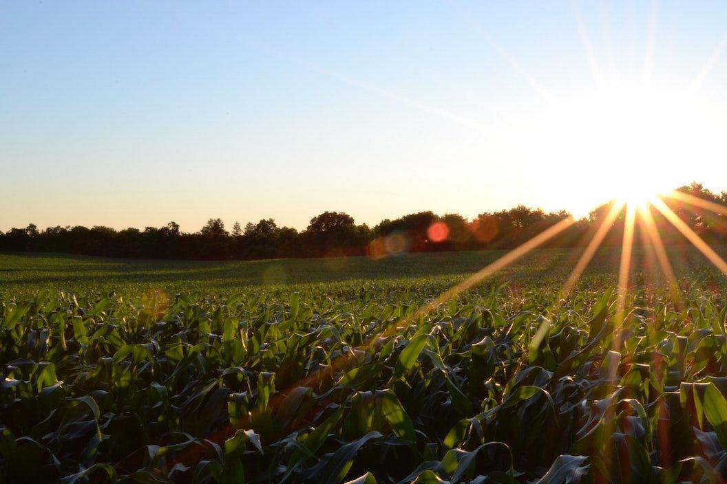 Local walks - crop field with sunset