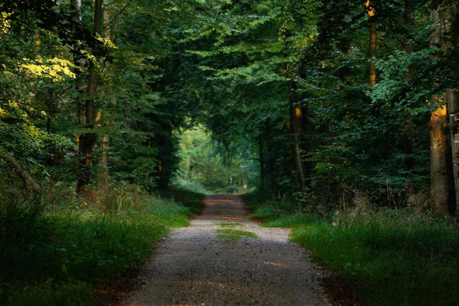 Tree lined country track - Lockdown walks to get away from the crowds