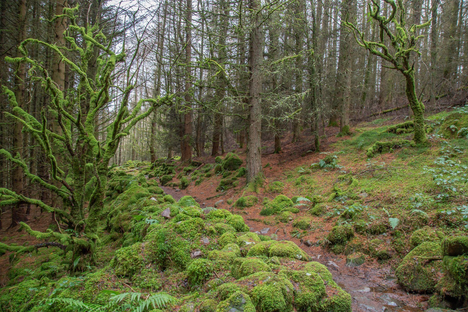 Craigvinean Forest, Perth and Kinross, Scotland