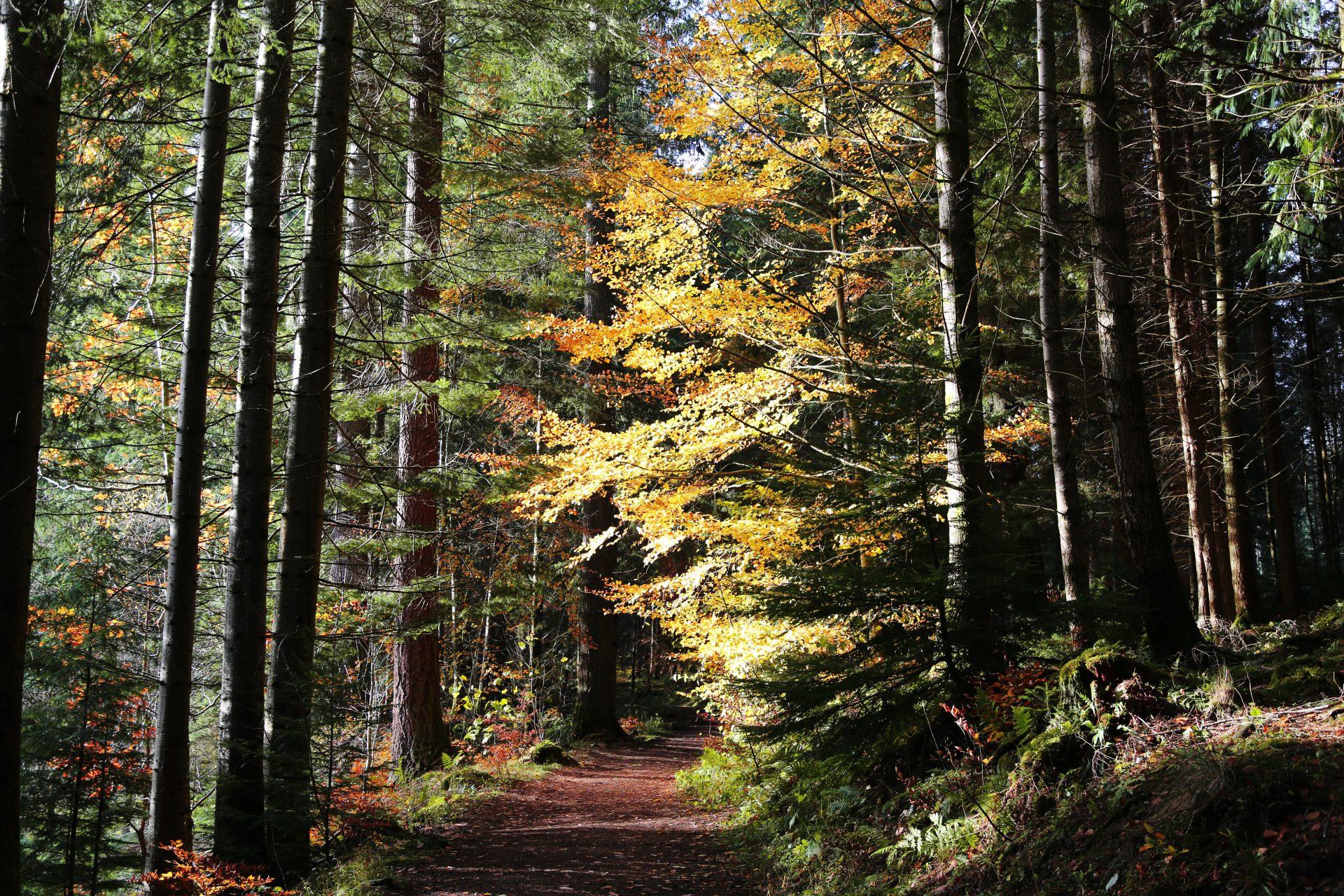 Gwydir Forest Park, Conwy, Wales