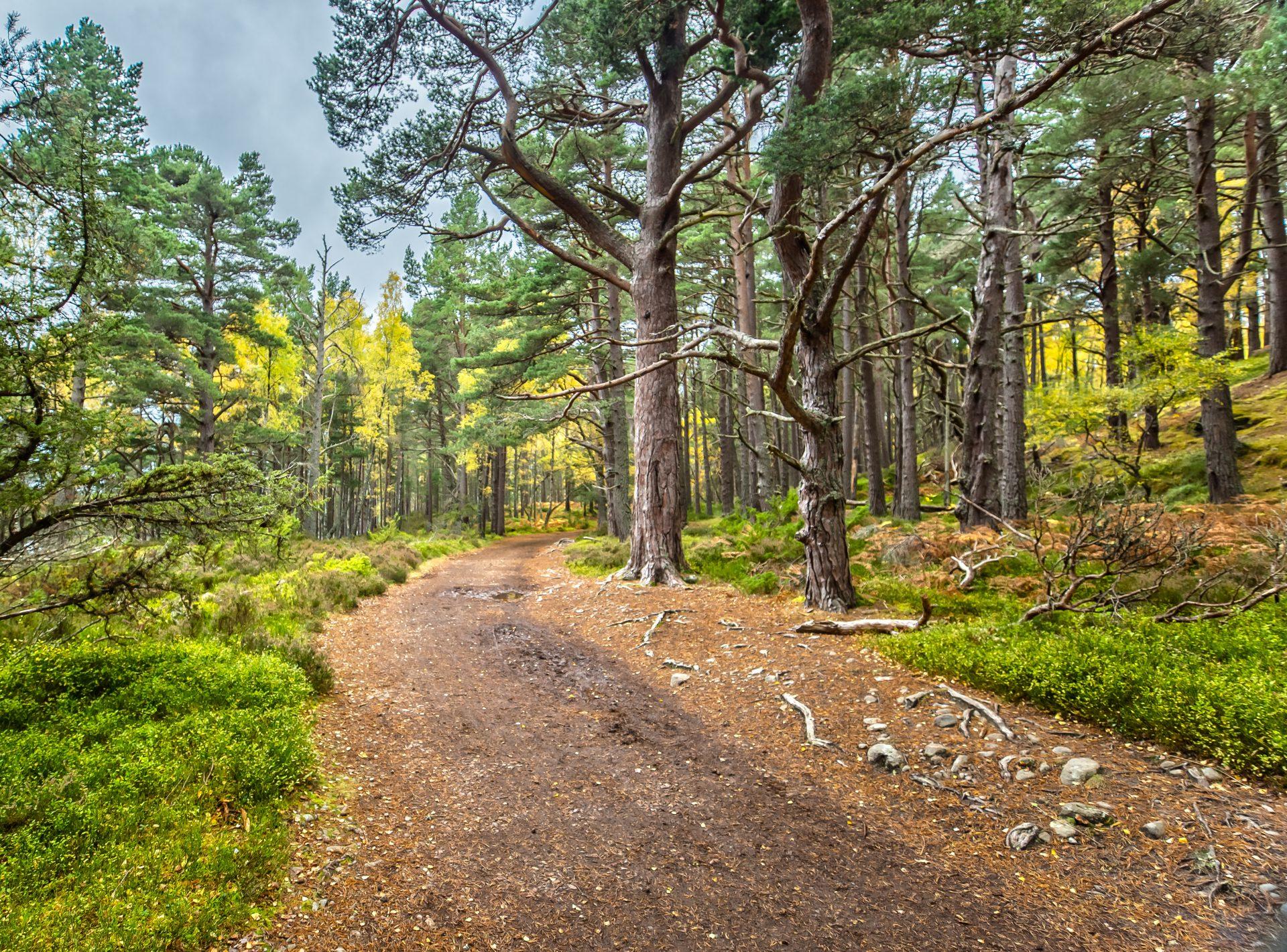 Rothiemurchus Forest, Badenoch and Strathspey, Scotland