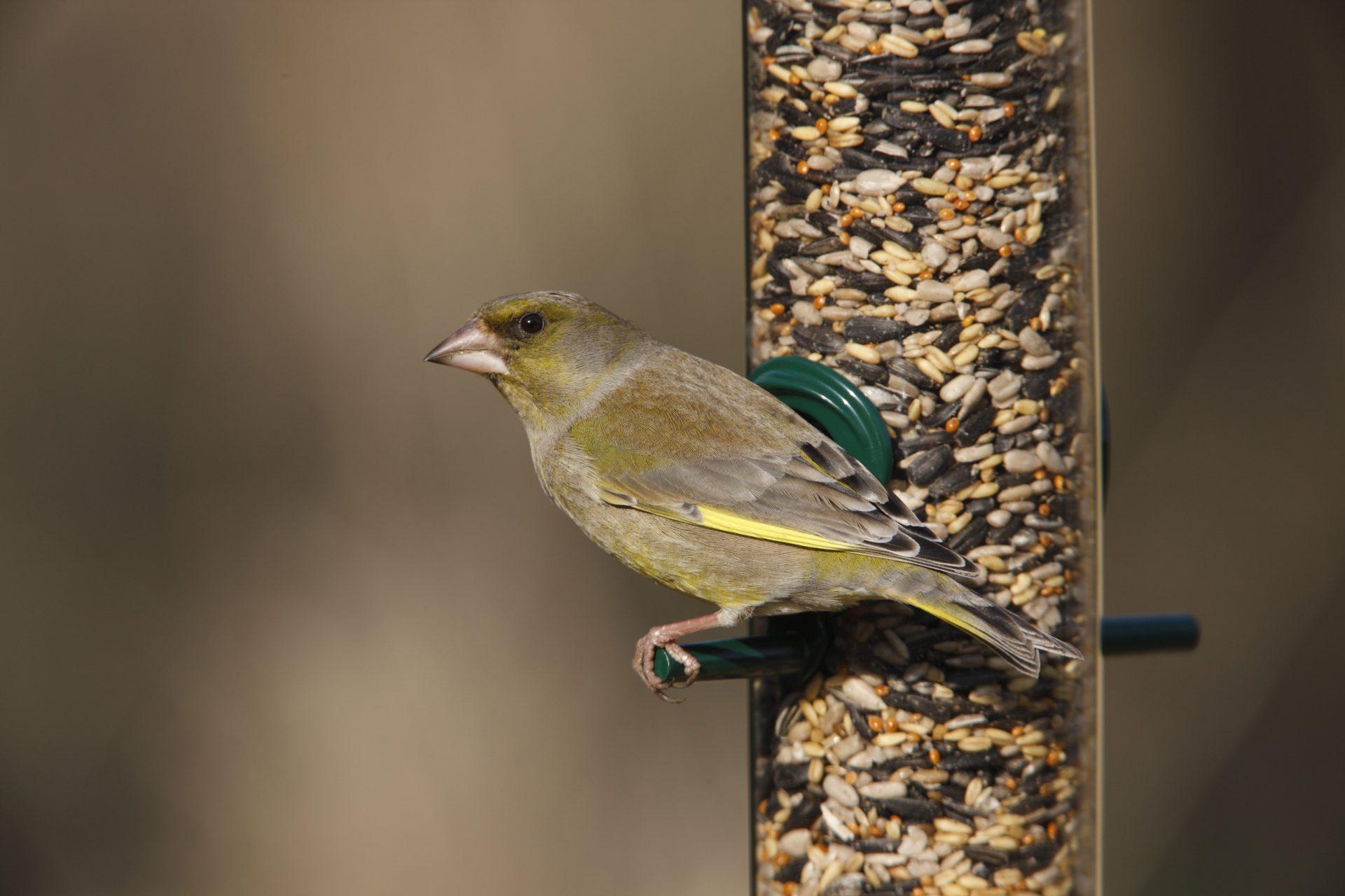 RSPB bird care product. Medium Premium seed feeder and feeder mix extra Greenfinch Carduelis chloris