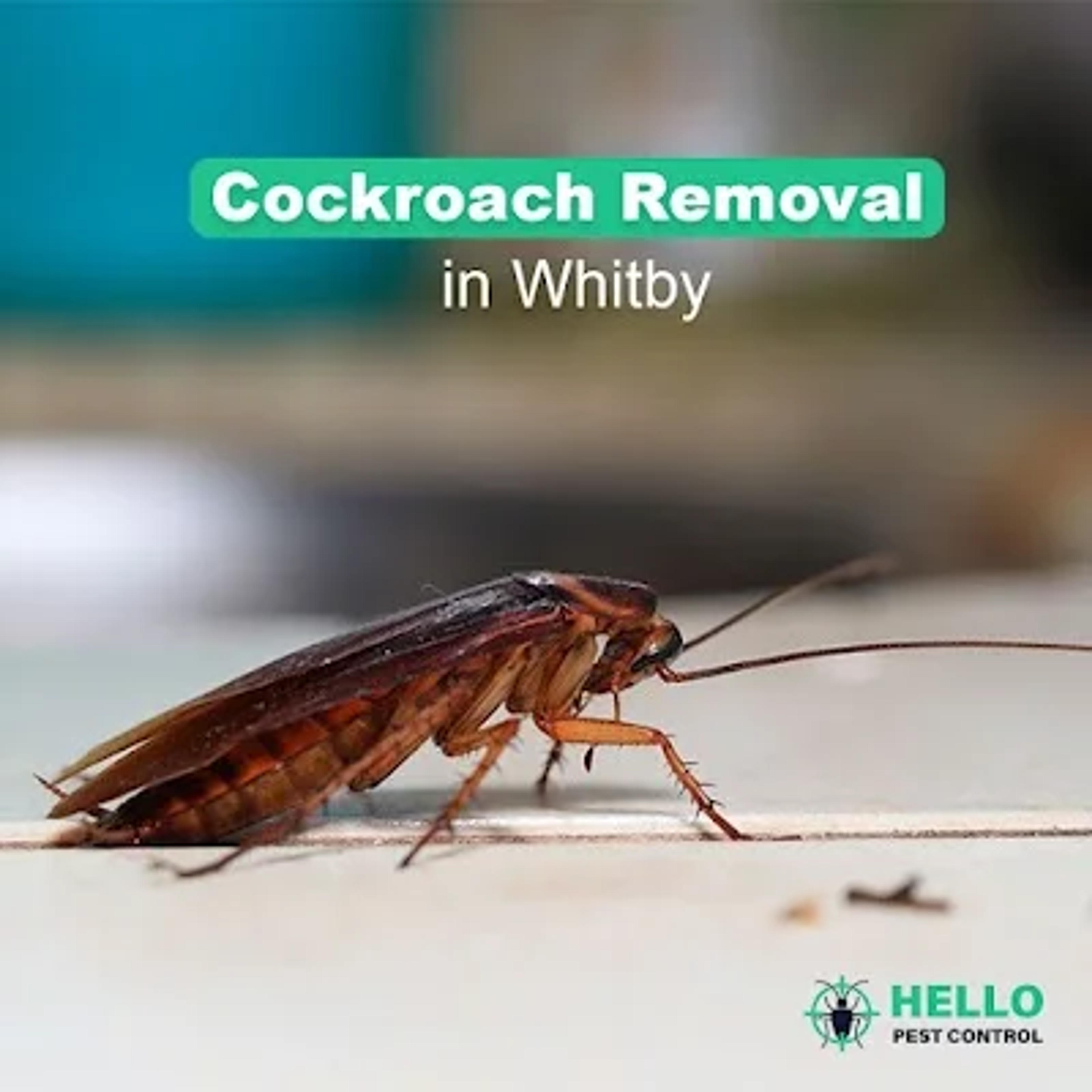 Hello Pest Control photo 1